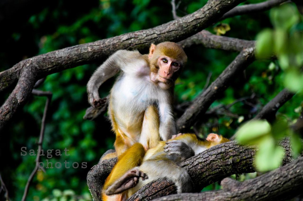 Bardia Wildlife Resort Bardiya Exterior foto