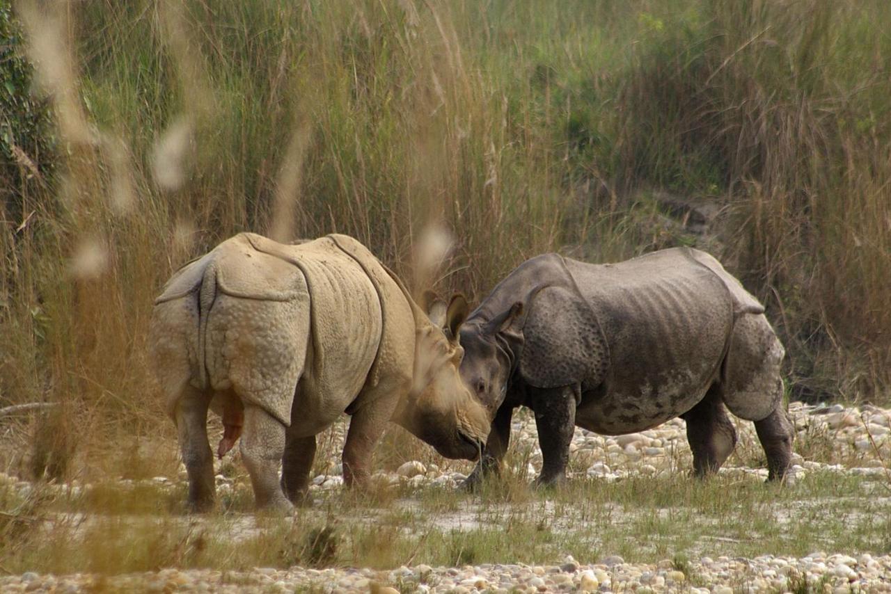 Bardia Wildlife Resort Bardiya Exterior foto