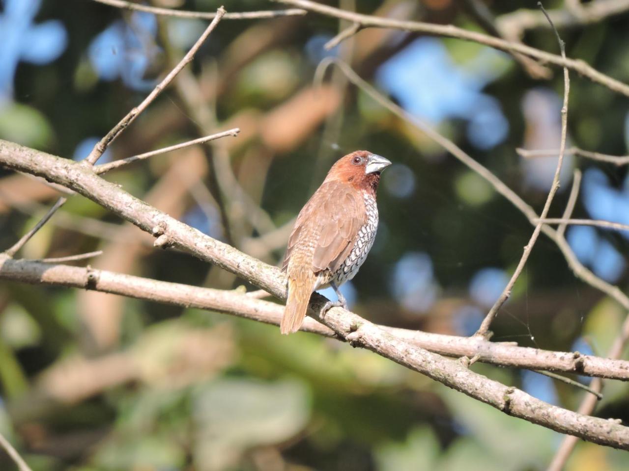Bardia Wildlife Resort Bardiya Exterior foto